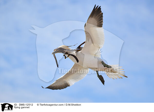 fliegender Basstlpel / flying gannet / DMS-12512
