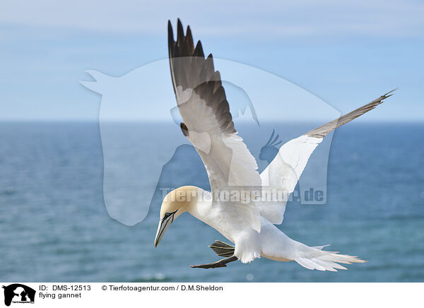 fliegender Basstlpel / flying gannet / DMS-12513