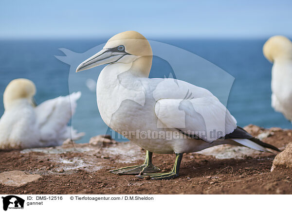 Basstlpel / gannet / DMS-12516