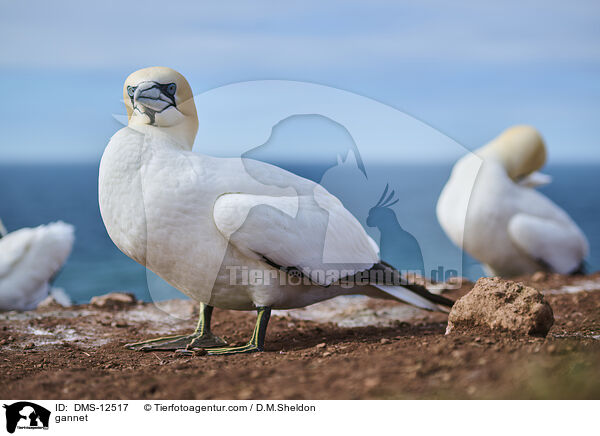 gannet / DMS-12517