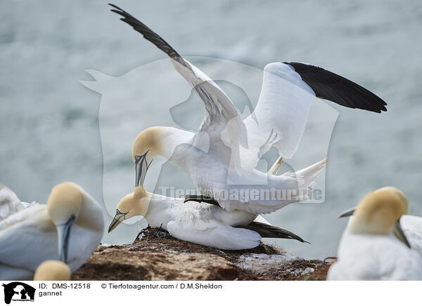 Basstlpel / gannet / DMS-12518