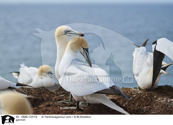 Basstlpel / gannet / DMS-12519