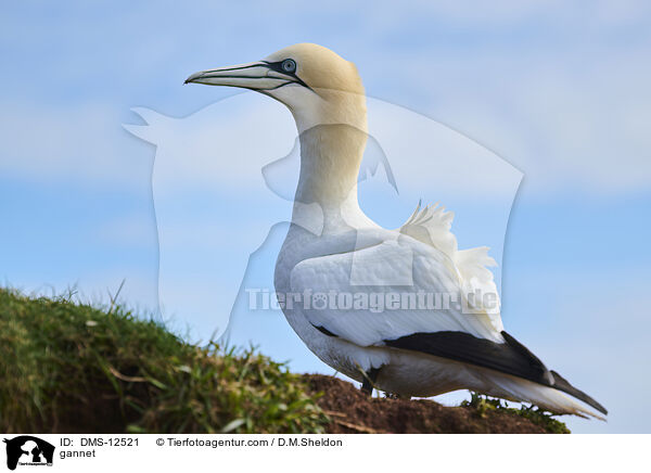 Basstlpel / gannet / DMS-12521