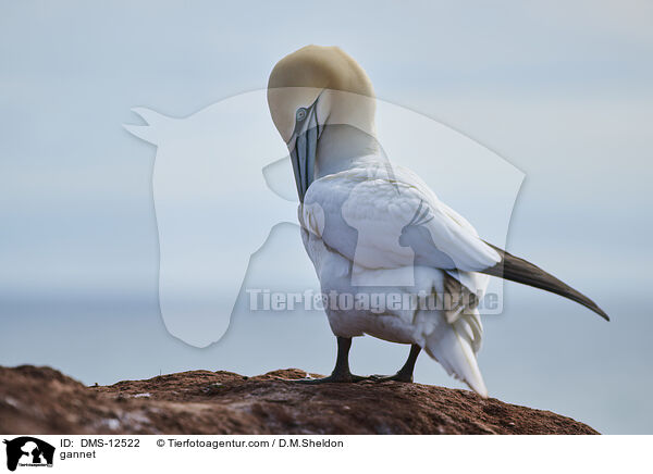 Basstlpel / gannet / DMS-12522