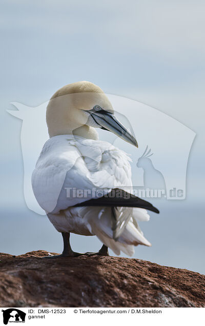 Basstlpel / gannet / DMS-12523