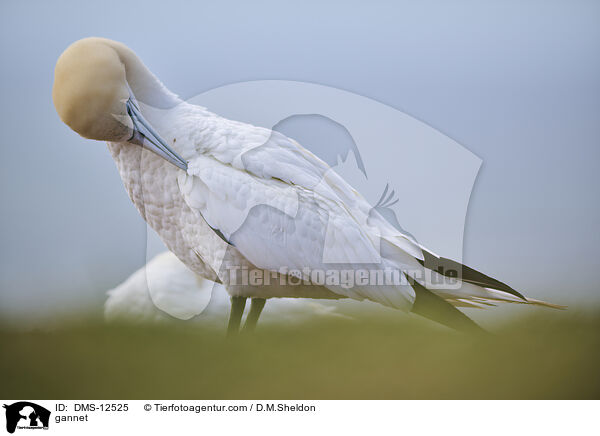 Basstlpel / gannet / DMS-12525