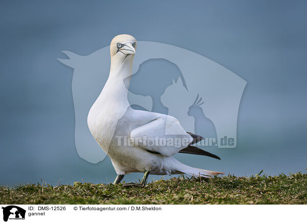 Basstlpel / gannet / DMS-12526