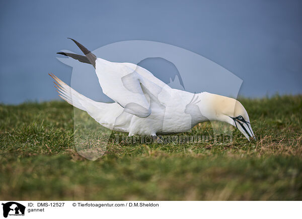Basstlpel / gannet / DMS-12527