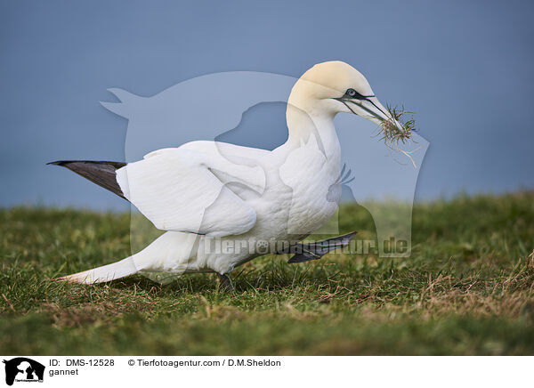 Basstlpel / gannet / DMS-12528