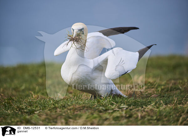 gannet / DMS-12531