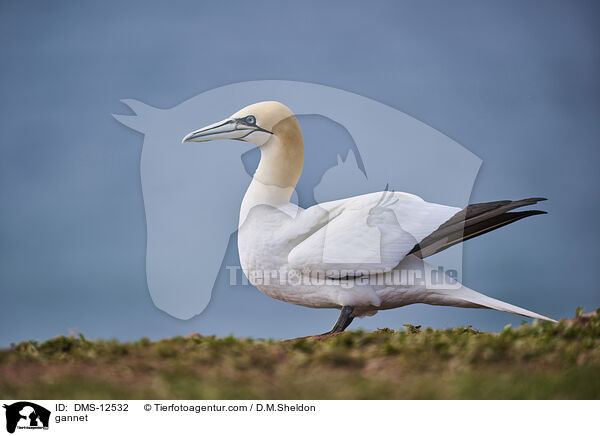 Basstlpel / gannet / DMS-12532