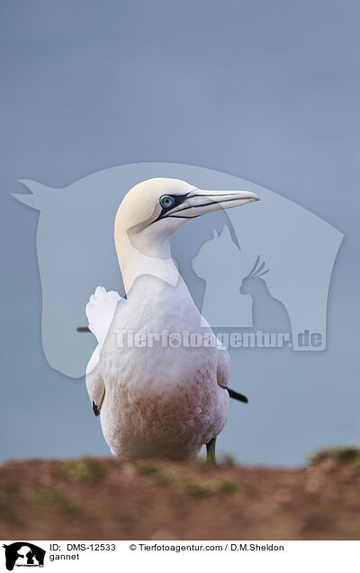 Basstlpel / gannet / DMS-12533