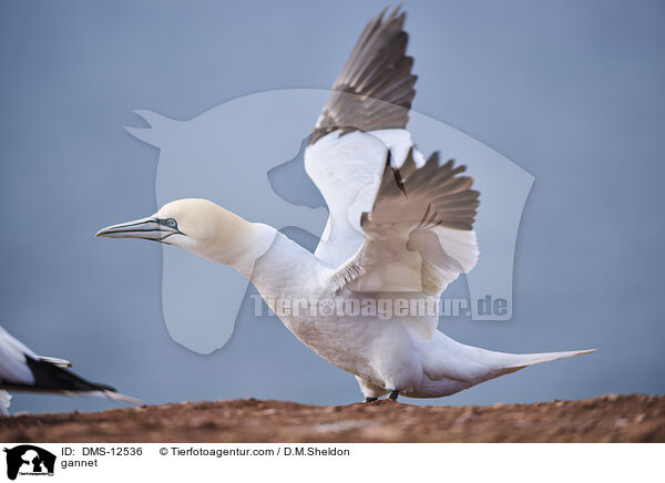 Basstlpel / gannet / DMS-12536