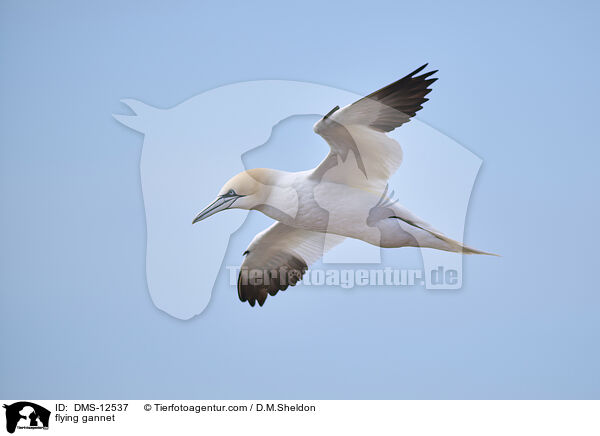 fliegender Basstlpel / flying gannet / DMS-12537