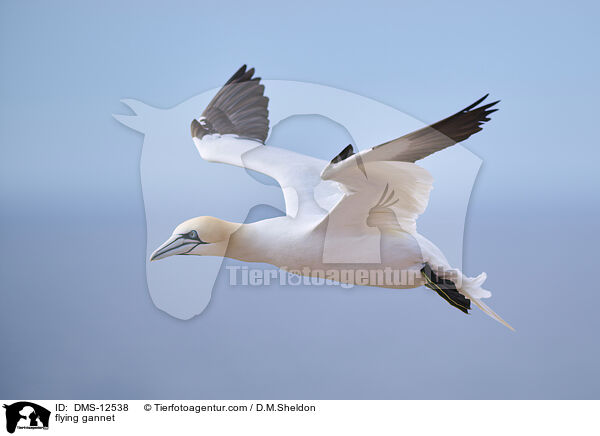 fliegender Basstlpel / flying gannet / DMS-12538