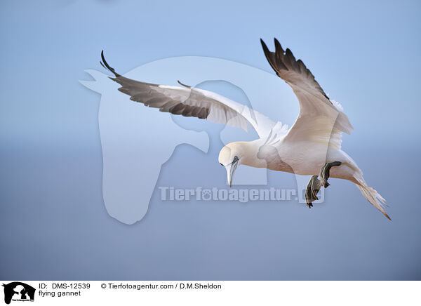 fliegender Basstlpel / flying gannet / DMS-12539