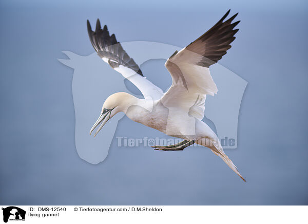 fliegender Basstlpel / flying gannet / DMS-12540