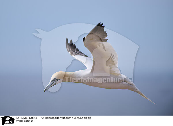 fliegender Basstlpel / flying gannet / DMS-12543