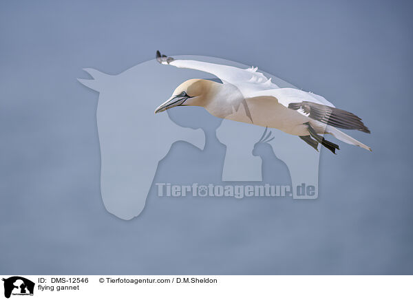 fliegender Basstlpel / flying gannet / DMS-12546