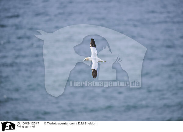 fliegender Basstlpel / flying gannet / DMS-12547