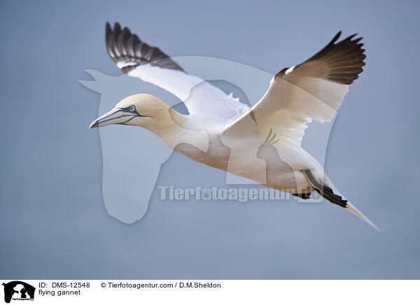 fliegender Basstlpel / flying gannet / DMS-12548