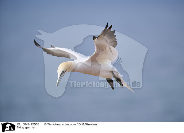 fliegender Basstlpel / flying gannet / DMS-12551