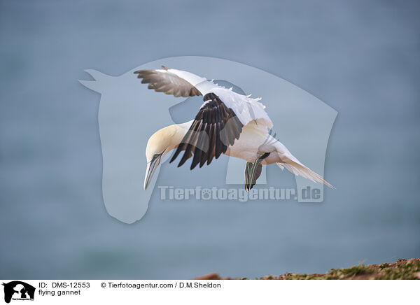 fliegender Basstlpel / flying gannet / DMS-12553