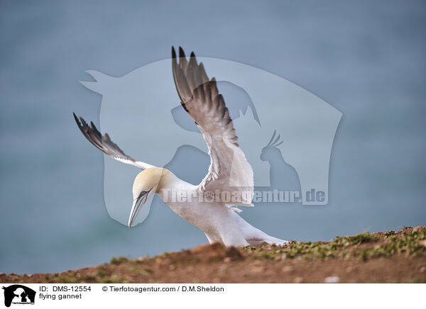 fliegender Basstlpel / flying gannet / DMS-12554