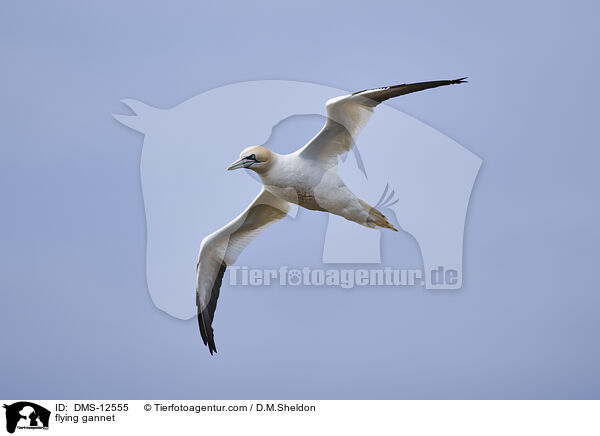 fliegender Basstlpel / flying gannet / DMS-12555