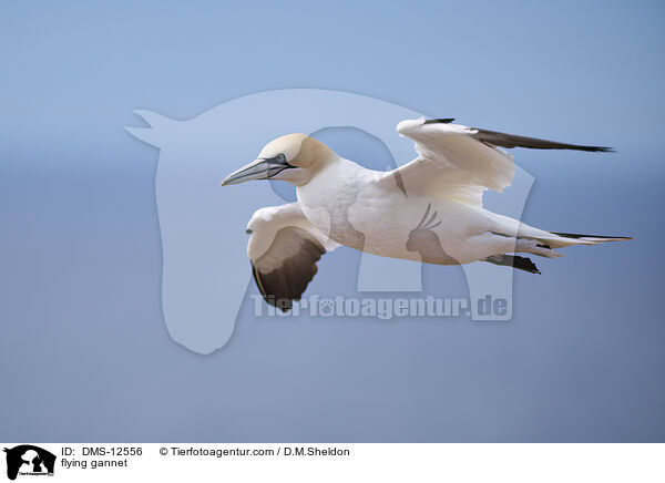 fliegender Basstlpel / flying gannet / DMS-12556