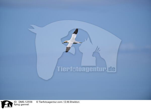 fliegender Basstlpel / flying gannet / DMS-12558