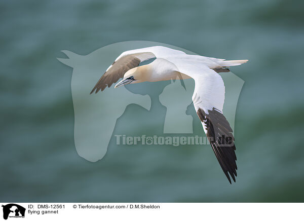 fliegender Basstlpel / flying gannet / DMS-12561