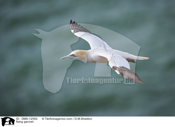 fliegender Basstlpel / flying gannet / DMS-12562