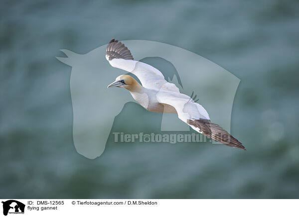 fliegender Basstlpel / flying gannet / DMS-12565