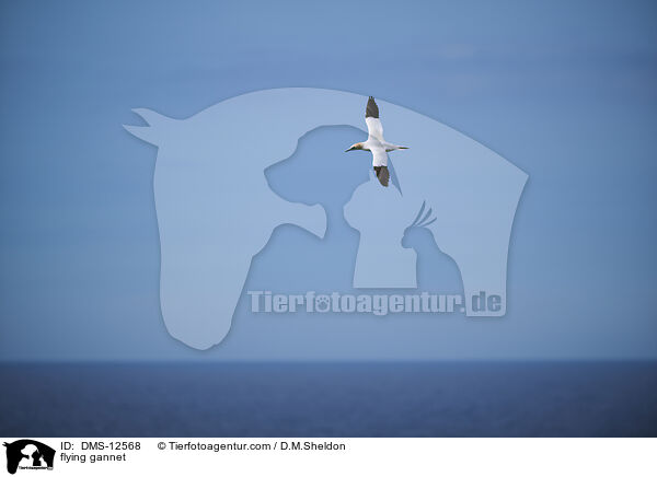 fliegender Basstlpel / flying gannet / DMS-12568