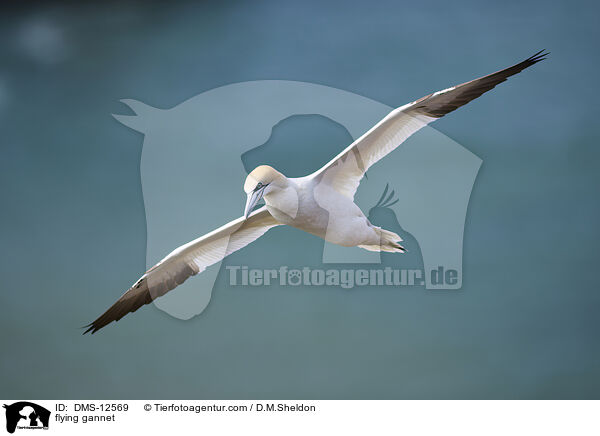 fliegender Basstölpel / flying gannet / DMS-12569