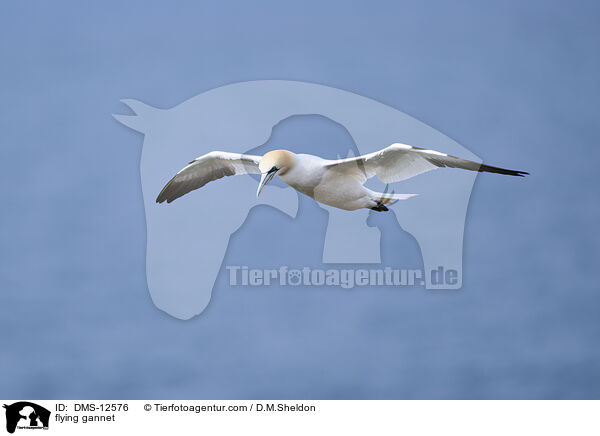flying gannet / DMS-12576