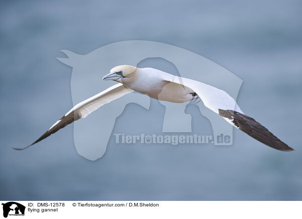 flying gannet / DMS-12578