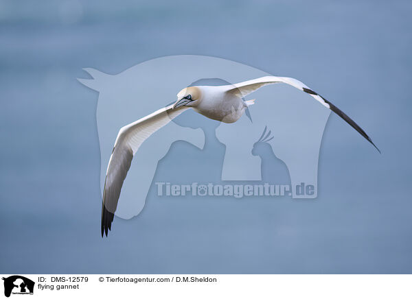 fliegender Basstlpel / flying gannet / DMS-12579