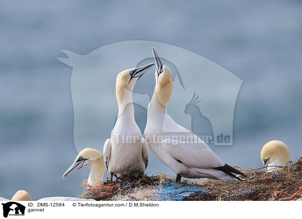 gannet / DMS-12584