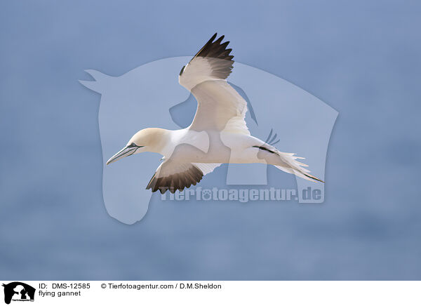 fliegender Basstlpel / flying gannet / DMS-12585