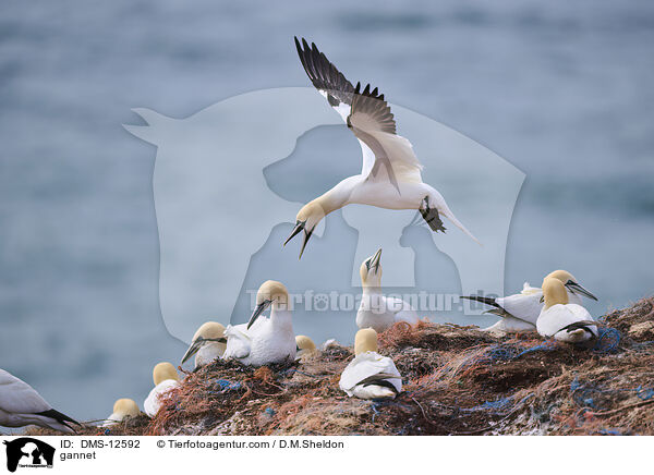 Basstlpel / gannet / DMS-12592