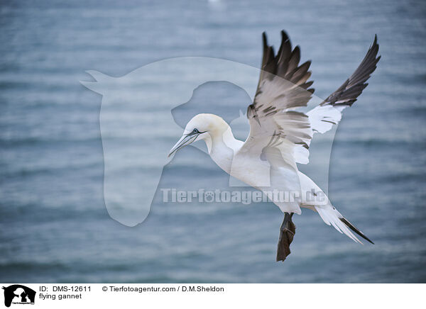 fliegender Basstlpel / flying gannet / DMS-12611
