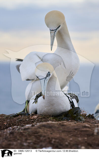 Basstlpel / gannet / DMS-12613