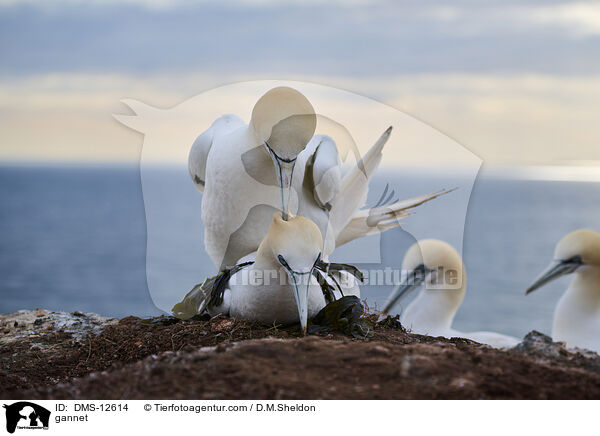Basstlpel / gannet / DMS-12614
