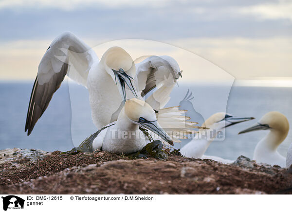 Basstlpel / gannet / DMS-12615