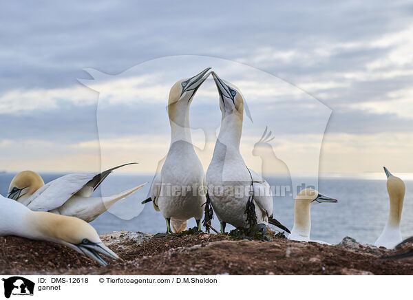Basstlpel / gannet / DMS-12618