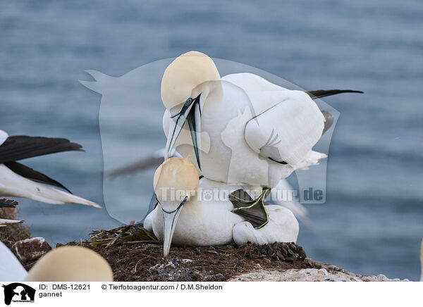 Basstlpel / gannet / DMS-12621