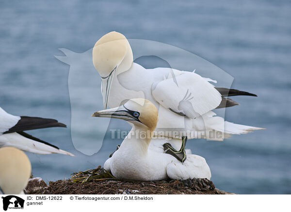 Basstlpel / gannet / DMS-12622