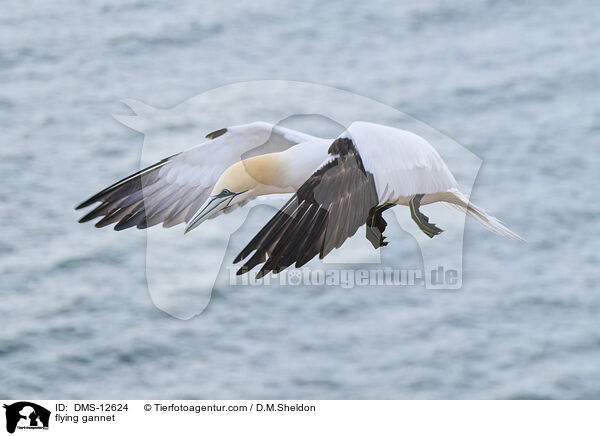 fliegender Basstlpel / flying gannet / DMS-12624